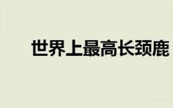 世界上最高长颈鹿（世界最高长颈鹿）
