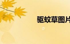 驱蚊草图片（驱蚊草）