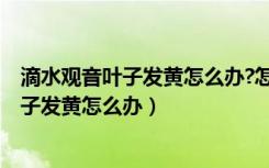 滴水观音叶子发黄怎么办?怎么养好滴水观音?（滴水观音叶子发黄怎么办）
