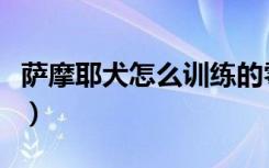 萨摩耶犬怎么训练的零食（萨摩耶犬怎么训练）