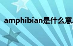 amphibian是什么意思（amp是什么意思）