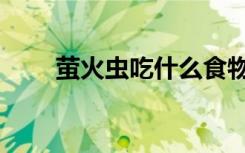 萤火虫吃什么食物（萤火虫吃什么）