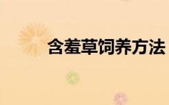 含羞草饲养方法（含羞草的养法）