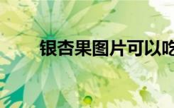 银杏果图片可以吃吗（银杏果图片）