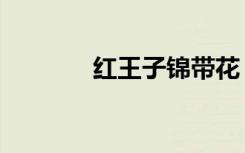 红王子锦带花（红王子锦带）