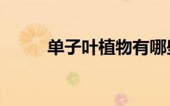 单子叶植物有哪些（单子叶植物）