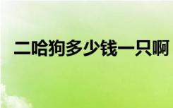 二哈狗多少钱一只啊（二哈狗多少钱一只）