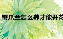 蟹爪兰怎么养才能开花不断（蟹爪莲怎么养）