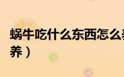 蜗牛吃什么东西怎么养蜗牛（蜗牛吃什么怎么养）