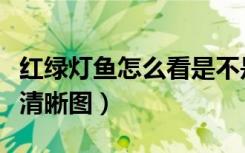 红绿灯鱼怎么看是不是怀孕了（红绿灯鱼怀孕清晰图）