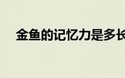 金鱼的记忆力是多长时间（金鱼的记忆）
