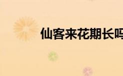 仙客来花期长吗（仙客来花期）