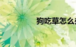 狗吃草怎么办（狗吃草）