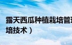 露天西瓜种植栽培管理技术（露天西瓜种植栽培技术）