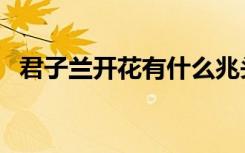 君子兰开花有什么兆头寓意（君子兰开花）