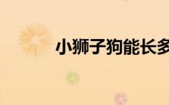 小狮子狗能长多大（小狮子狗）