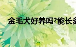 金毛犬好养吗?能长多大（金毛犬好养吗）