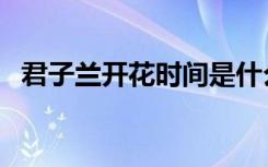 君子兰开花时间是什么季节（君子兰开花）