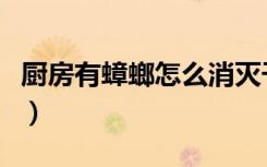 厨房有蟑螂怎么消灭干净（蟑螂怎么消灭干净）