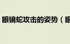 眼镜蛇攻击的姿势（眼镜蛇会主动攻击人吗）