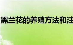 黑兰花的养殖方法和注意事项 盆栽（黑兰花）