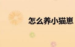怎么养小猫崽（怎么养小猫）