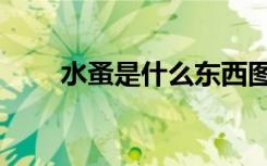 水蚤是什么东西图片（水蚤是什么）