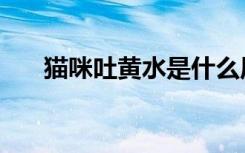 猫咪吐黄水是什么原因（猫咪吐黄水）