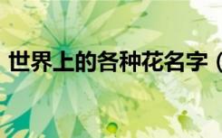世界上的各种花名字（世界上100种花名字）
