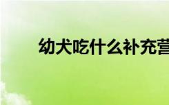幼犬吃什么补充营养（幼犬吃什么）