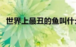 世界上最丑的鱼叫什么（世界上最丑的鱼）