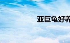 亚巨龟好养吗（亚巨）