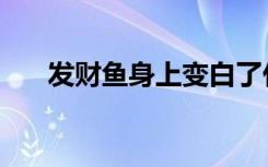 发财鱼身上变白了什么情况（发财鱼）
