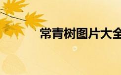 常青树图片大全大图（常青树）