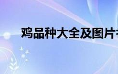 鸡品种大全及图片名字介绍（鸡品种）