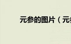 元参的图片（元参和玄参一样吗）