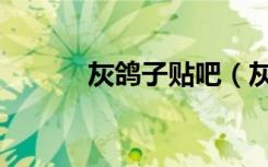 灰鸽子贴吧（灰鸽子使用教程）