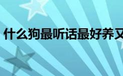 什么狗最听话最好养又便宜（什么狗最听话）