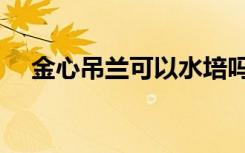 金心吊兰可以水培吗（吊兰可以水培吗）
