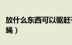 放什么东西可以驱赶苍蝇（放什么东西赶走苍蝇）