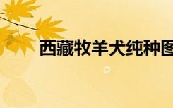 西藏牧羊犬纯种图片（西藏牧羊犬）
