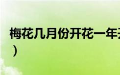 梅花几月份开花一年开几次（梅花几月份开花）