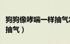 狗狗像哮喘一样抽气怎么办（狗狗像哮喘一样抽气）