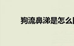 狗流鼻涕是怎么回事（狗流鼻涕）
