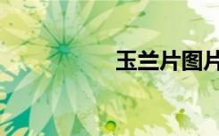 玉兰片图片（玉兰片）