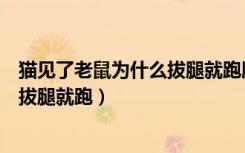 猫见了老鼠为什么拔腿就跑脑筋急转弯（猫见了老鼠为什么拔腿就跑）