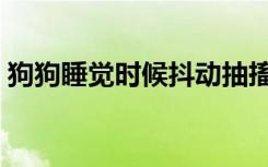 狗狗睡觉时候抖动抽搐（狗狗睡觉时候抖动）