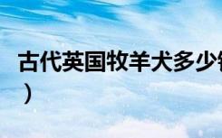 古代英国牧羊犬多少钱（英国古代牧羊犬价格）