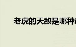 老虎的天敌是哪种动物（老虎的天敌）