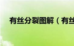 有丝分裂图解（有丝分裂过程图及图解）